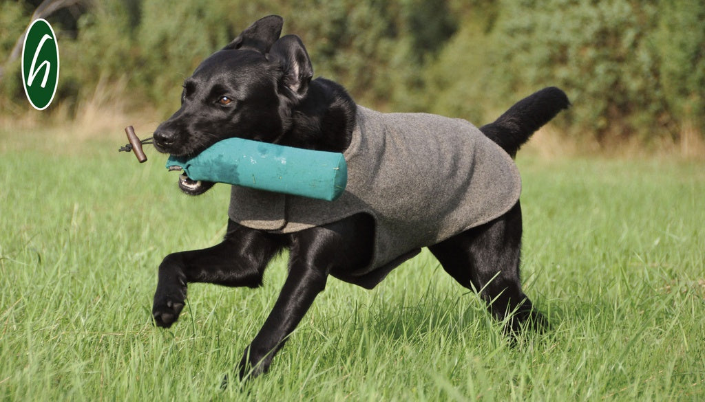 Loden Dog Coat (made to measure)