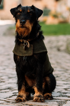 Loden-Hundemantel (maßgefertigt)