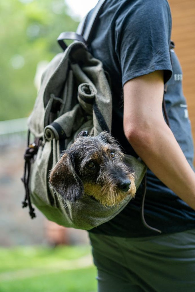 Dog backpack "Terri" 20L